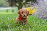 Rover, a male Cavapoo for sale in Sugarcreek, OH – 8 of 10