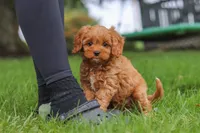 Rosie, a female Cavapoo for sale in Sugarcreek, OH – 9 of 10