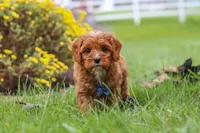 Ranger, a male Cavapoo for sale in Sugarcreek, OH – 4 of 10
