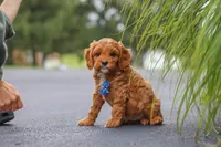 Rick, a male Cavapoo for sale in Sugarcreek, OH – 3 of 10