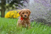 Rover, a male Cavapoo for sale in Sugarcreek, OH – 5 of 10