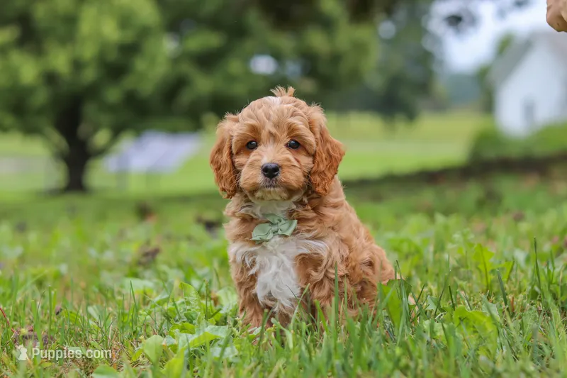Qualen – Cavapoo puppy for sale in Sugarcreek, OH