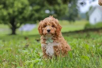 Qualen, a male Cavapoo for sale in Sugarcreek, OH – 1 of 10