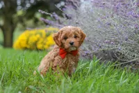 Rover, a male Cavapoo for sale in Sugarcreek, OH – 7 of 10