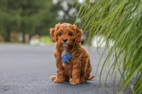 Rick, a male Cavapoo for sale in Sugarcreek, OH – 4 of 10
