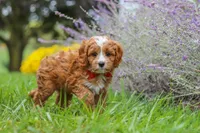 Quinton, a male Cavapoo for sale in Sugarcreek, OH – 2 of 9