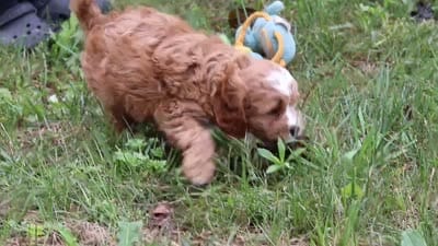 Quinton, a male Cavapoo for sale in Sugarcreek, OH – 9 of 9