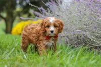Quinton, a male Cavapoo for sale in Sugarcreek, OH – 4 of 9
