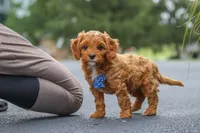 Rick, a male Cavapoo for sale in Sugarcreek, OH – 2 of 10