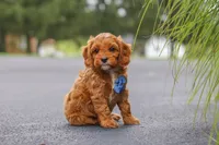 Rick, a male Cavapoo for sale in Sugarcreek, OH – 8 of 10