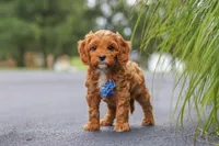 Rick, a male Cavapoo for sale in Sugarcreek, OH – 7 of 10