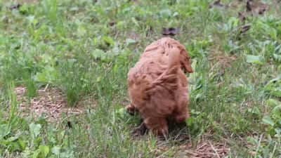 Queeny, a female Cavapoo for sale in Sugarcreek, OH – 8 of 8
