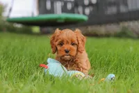 Rosie, a female Cavapoo for sale in Sugarcreek, OH – 8 of 10
