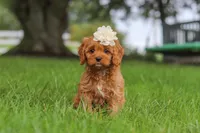 Rosie, a female Cavapoo for sale in Sugarcreek, OH – 4 of 10