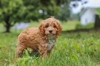 Qualen, a male Cavapoo for sale in Sugarcreek, OH – 4 of 10