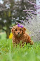 Queeny, a female Cavapoo for sale in Sugarcreek, OH – 6 of 8