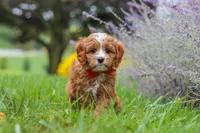 Quinton, a male Cavapoo for sale in Sugarcreek, OH – 3 of 9