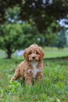 Qualen, a male Cavapoo for sale in Sugarcreek, OH – 9 of 10