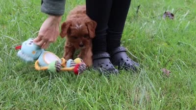 Ranger, a male Cavapoo for sale in Sugarcreek, OH – 10 of 10
