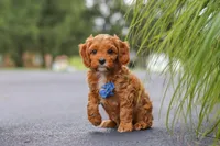 Rick, a male Cavapoo for sale in Sugarcreek, OH – 5 of 10