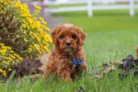 Ranger, a male Cavapoo for sale in Sugarcreek, OH – 5 of 10