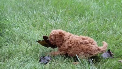 Rylie, a female Cavapoo for sale in Sugarcreek, OH – 8 of 8