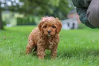Rylie, a female Cavapoo for sale in Sugarcreek, OH – 6 of 8
