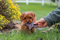 Ranger, a male Cavapoo for sale in Sugarcreek, OH – 6 of 10