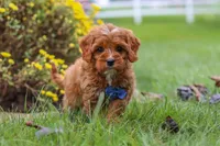 Ranger, a male Cavapoo for sale in Sugarcreek, OH – 9 of 10