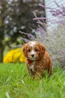 Quinton, a male Cavapoo for sale in Sugarcreek, OH – 7 of 9