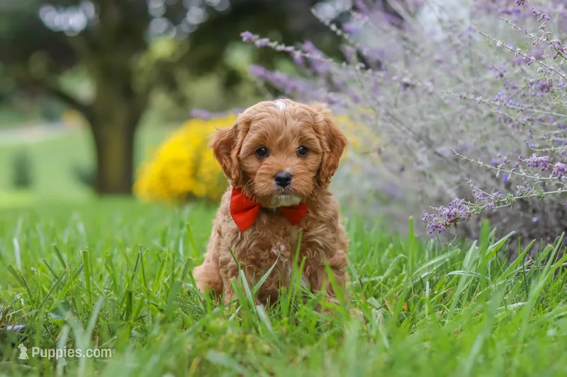Rover – Cavapoo puppy for sale in Sugarcreek, OH
