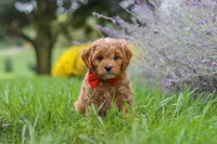 Rover, a male Cavapoo for sale in Sugarcreek, OH – 6 of 10