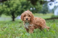 Qualen, a male Cavapoo for sale in Sugarcreek, OH – 5 of 10