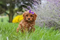 Queeny, a female Cavapoo for sale in Sugarcreek, OH – 5 of 8