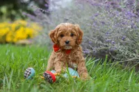 Rover, a male Cavapoo for sale in Sugarcreek, OH – 9 of 10