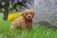 Rover, a male Cavapoo for sale in Sugarcreek, OH – 4 of 10