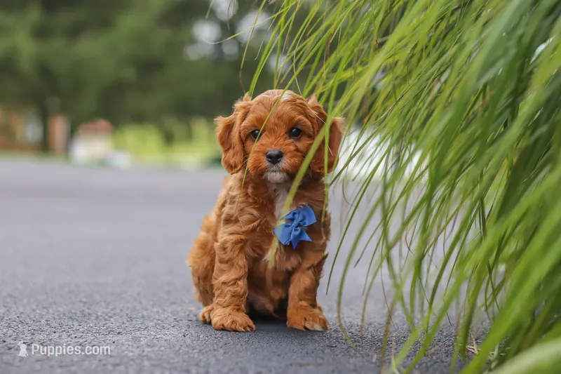 Rick – Cavapoo puppy for sale in Sugarcreek, OH