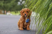 Rick, a male Cavapoo for sale in Sugarcreek, OH – 1 of 10