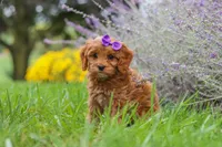 Queeny, a female Cavapoo for sale in Sugarcreek, OH – 4 of 8