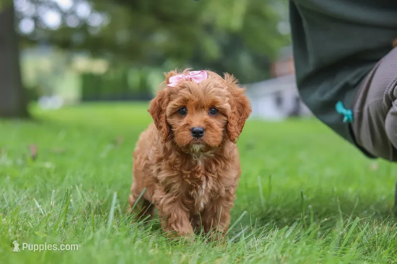 Rylie – Cavapoo puppy for sale in Sugarcreek, OH