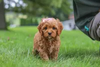 Rylie, a female Cavapoo for sale in Sugarcreek, OH – 1 of 8