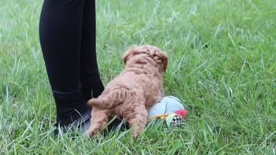 Rover, a male Cavapoo for sale in Sugarcreek, OH – 10 of 10