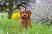 Queeny, a female Cavapoo for sale in Sugarcreek, OH – 7 of 8
