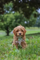 Qualen, a male Cavapoo for sale in Sugarcreek, OH – 6 of 10