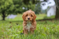 Qualen, a male Cavapoo for sale in Sugarcreek, OH – 2 of 10