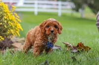 Ranger, a male Cavapoo for sale in Sugarcreek, OH – 2 of 10