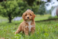Qualen, a male Cavapoo for sale in Sugarcreek, OH – 7 of 10