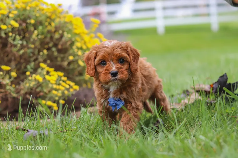 Ranger – Cavapoo puppy for sale in Sugarcreek, OH