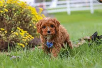 Ranger, a male Cavapoo for sale in Sugarcreek, OH – 1 of 10