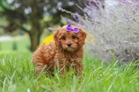 Queeny, a female Cavapoo for sale in Sugarcreek, OH – 3 of 8